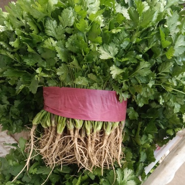 大叶香菜滑县最大批发市场直供