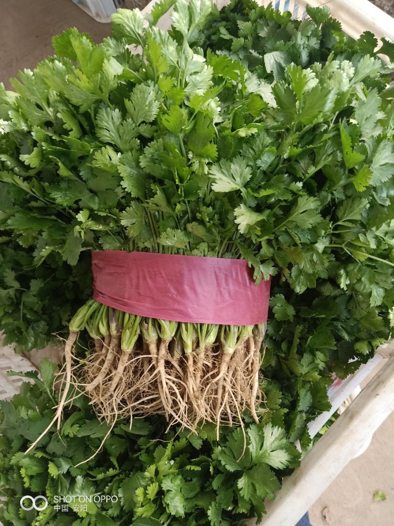 大叶香菜滑县最大批发市场直供