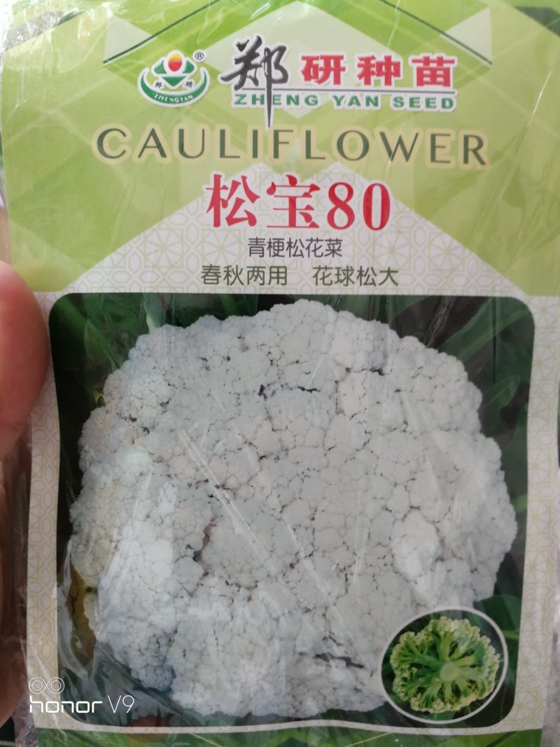 【优质】松花菜种子松宝系列青梗白花花球松大不变黄