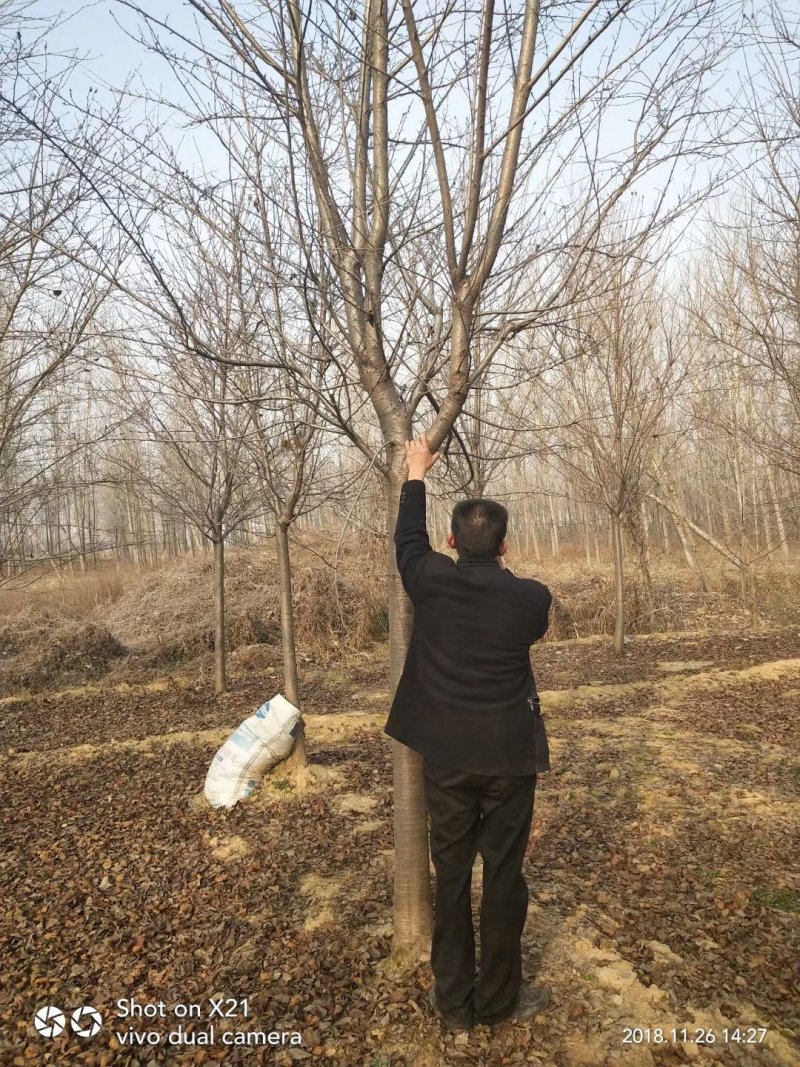 早樱染井吉野台湾钟红樱花红色早樱苗圃大量出售