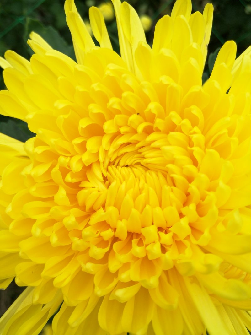 修水金丝皇菊