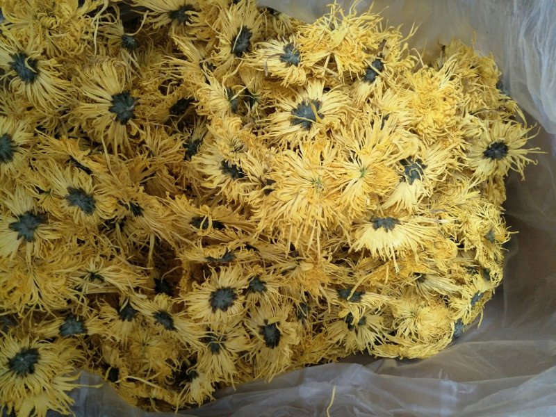 修水金丝皇菊