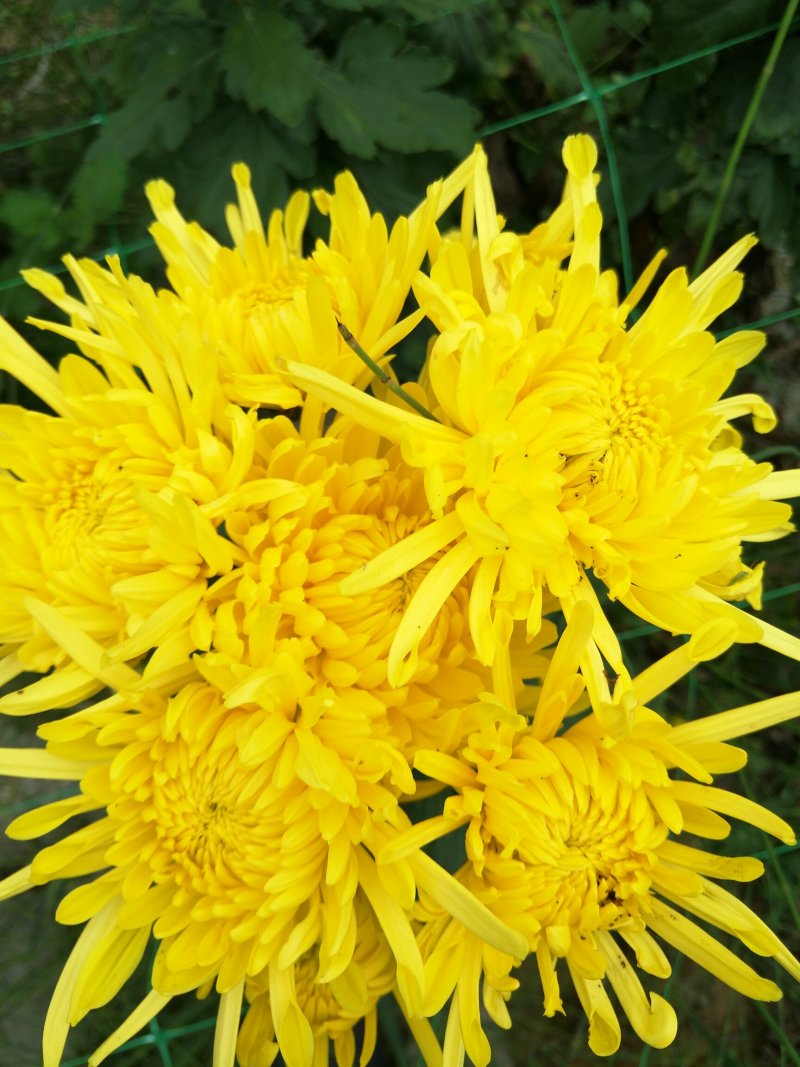 修水金丝皇菊