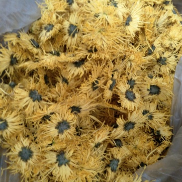 修水金丝皇菊