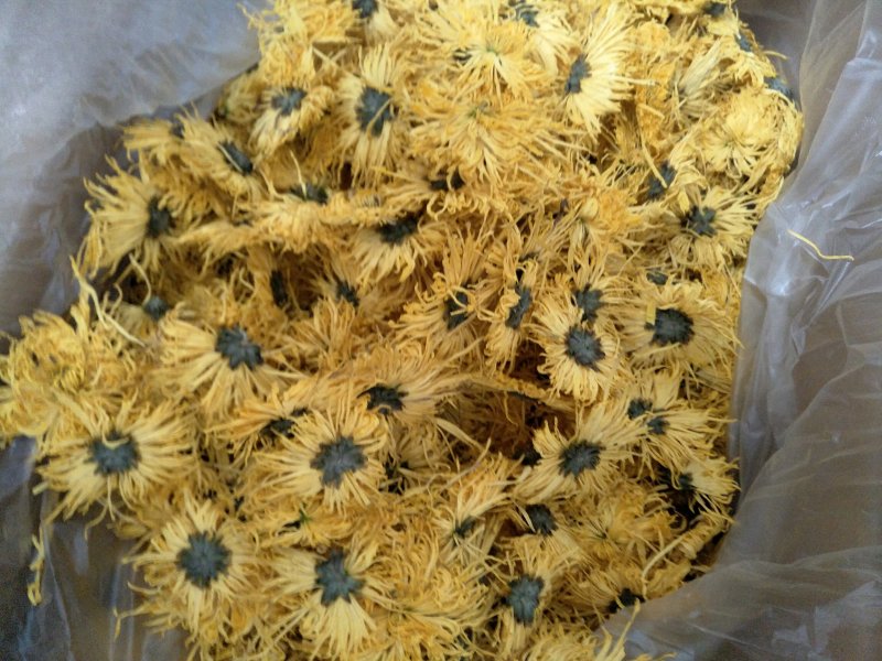 修水金丝皇菊