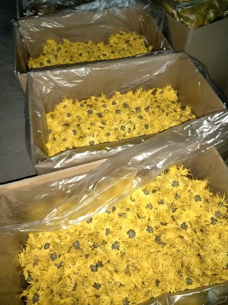 修水金丝皇菊