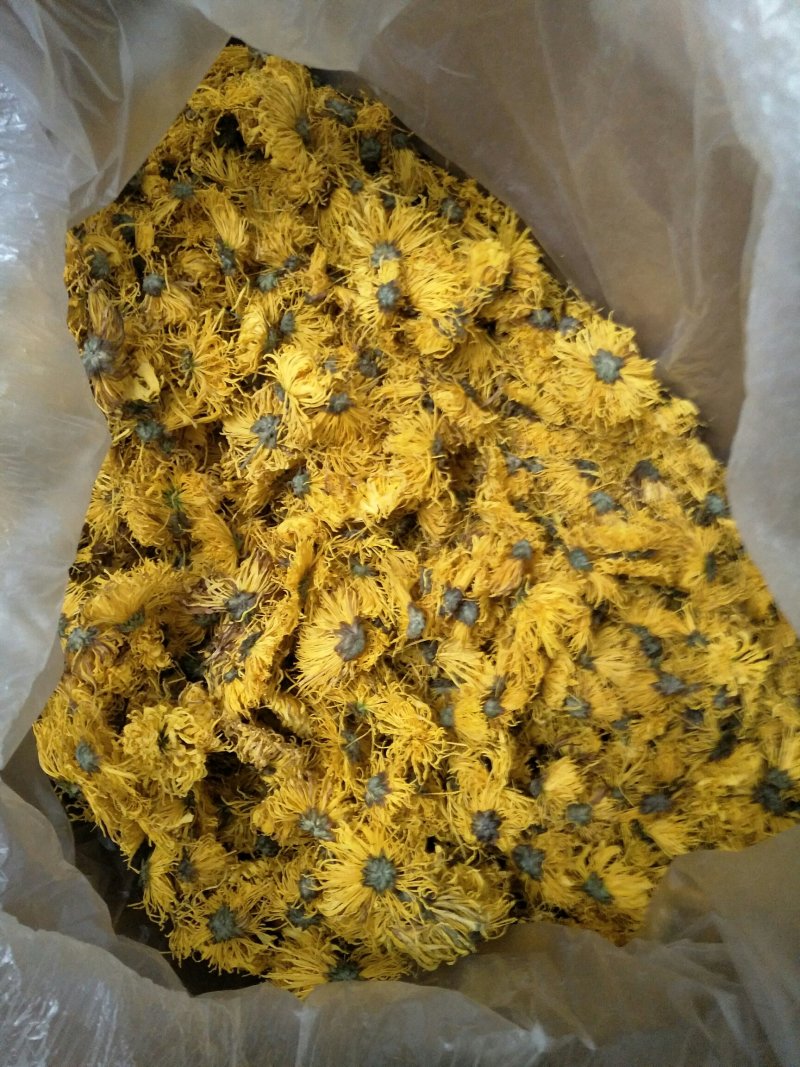 修水金丝皇菊