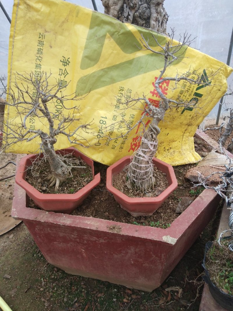 石榴古桩盆景，自家盆景园批发批发批发