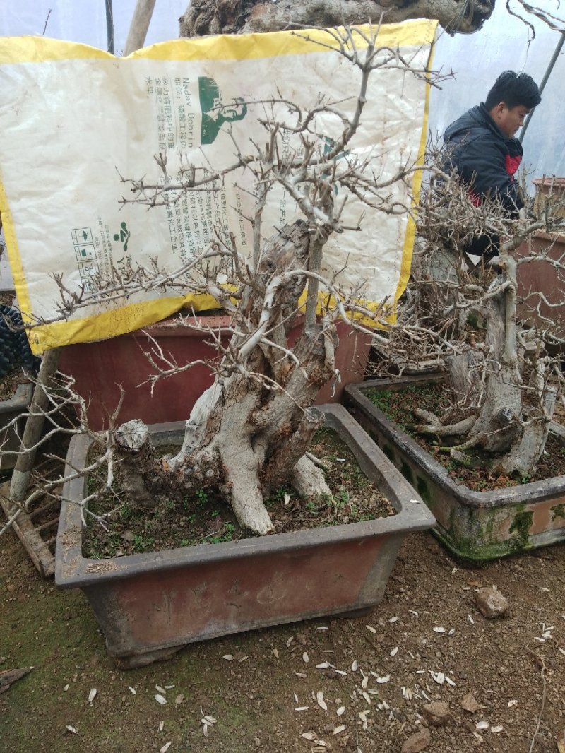 石榴古桩盆景，自家盆景园批发批发批发