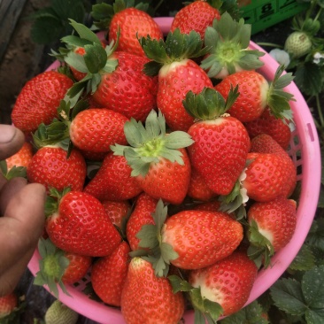 刘家峡奶油草莓欢迎批发商前来采购