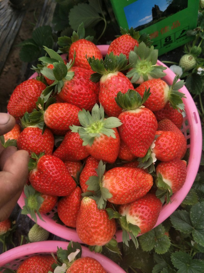 刘家峡奶油草莓欢迎批发商前来采购