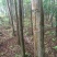 供应栾树，直径8----10厘米，每棵35----100