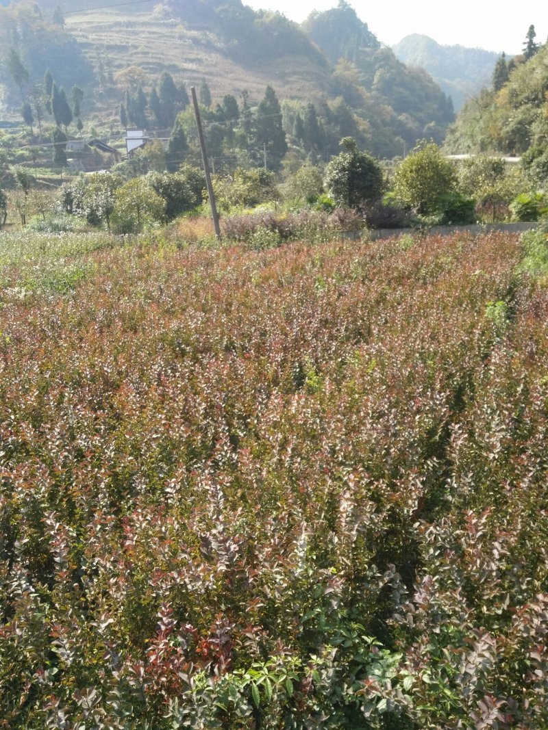 贵州遵义湄潭县红花紫薇