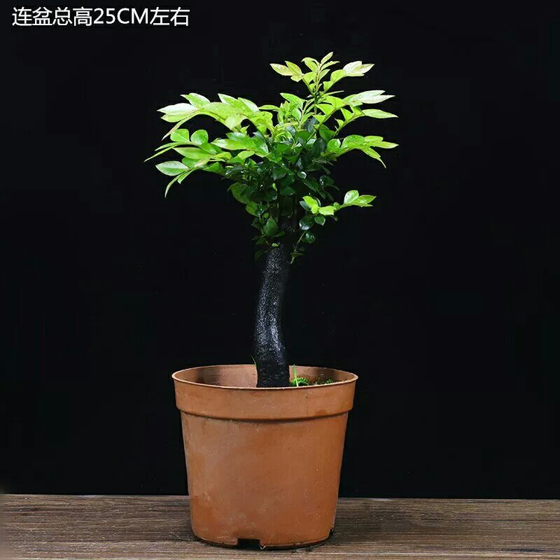 小叶紫檀盆景树苗花卉盆栽办公室植物黑骨茶树桩四季常青耐寒
