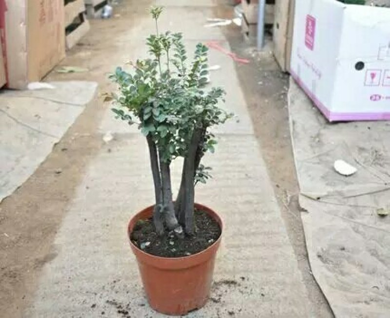 小叶紫檀盆景树苗花卉盆栽办公室植物黑骨茶树桩四季常青耐寒