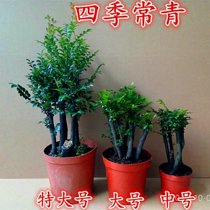 小叶紫檀盆景树苗花卉盆栽办公室植物黑骨茶树桩四季常青耐寒