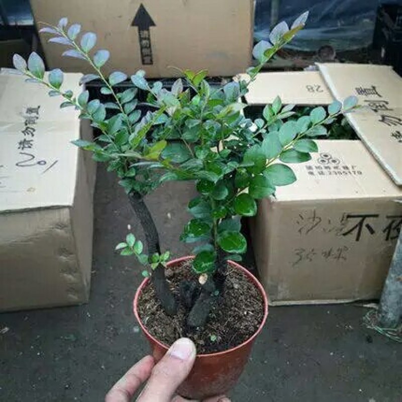 小叶紫檀盆景树苗花卉盆栽办公室植物黑骨茶树桩四季常青耐寒