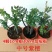 小叶紫檀盆景树苗花卉盆栽办公室植物黑骨茶树桩四季常青耐寒