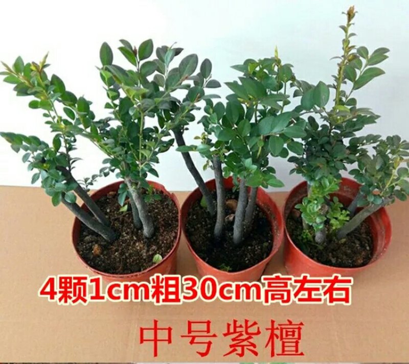 小叶紫檀盆景树苗花卉盆栽办公室植物黑骨茶树桩四季常青耐寒
