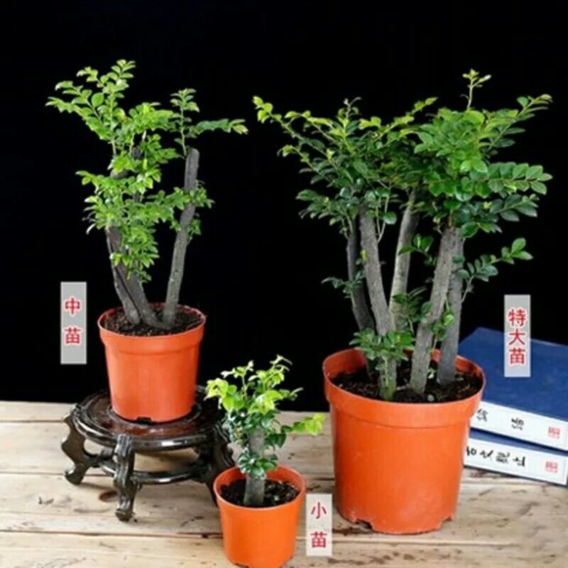 小叶紫檀盆景树苗花卉盆栽办公室植物黑骨茶树桩四季常青耐寒