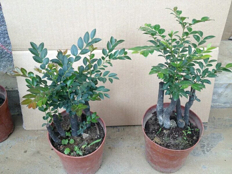 小叶紫檀盆景树苗花卉盆栽办公室植物黑骨茶树桩四季常青耐寒