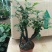 小叶紫檀盆景树苗花卉盆栽办公室植物黑骨茶树桩四季常青耐寒