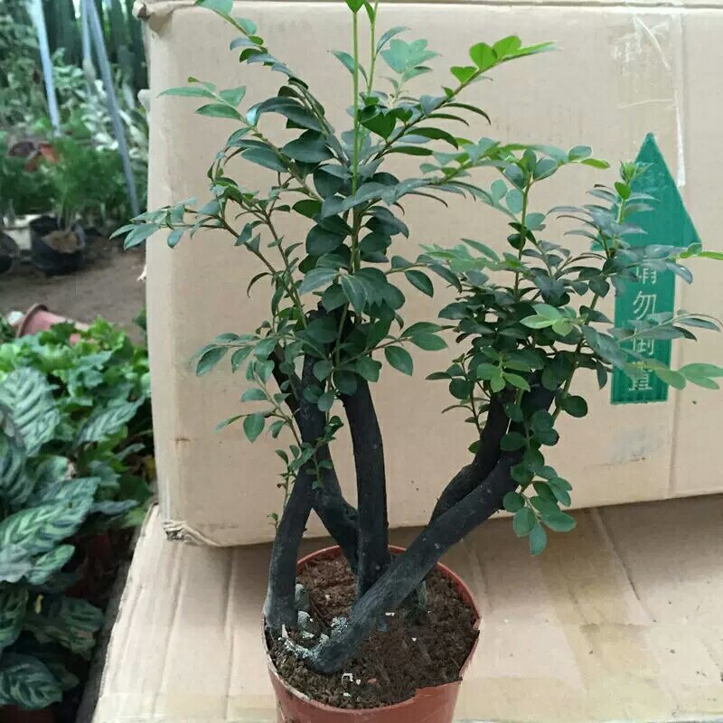 小叶紫檀盆景树苗花卉盆栽办公室植物黑骨茶树桩四季常青耐寒