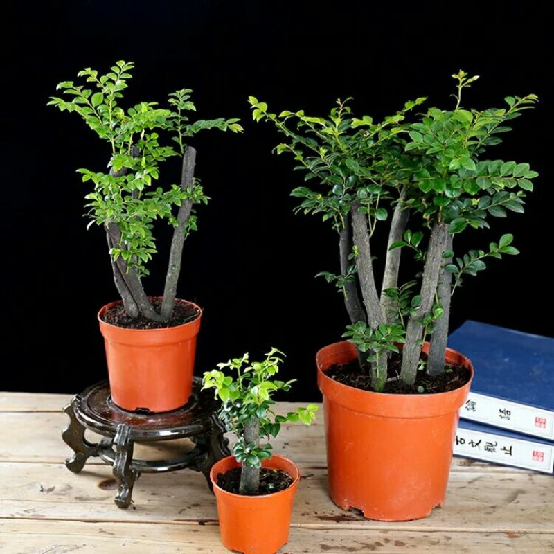 小叶紫檀盆景树苗花卉盆栽办公室植物黑骨茶树桩四季常青耐寒