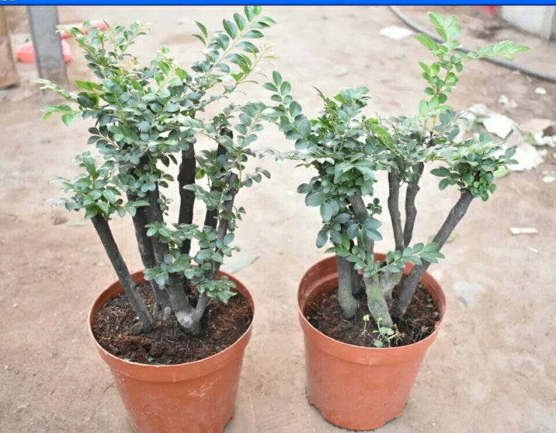 小叶紫檀盆景树苗花卉盆栽办公室植物黑骨茶树桩四季常青耐寒