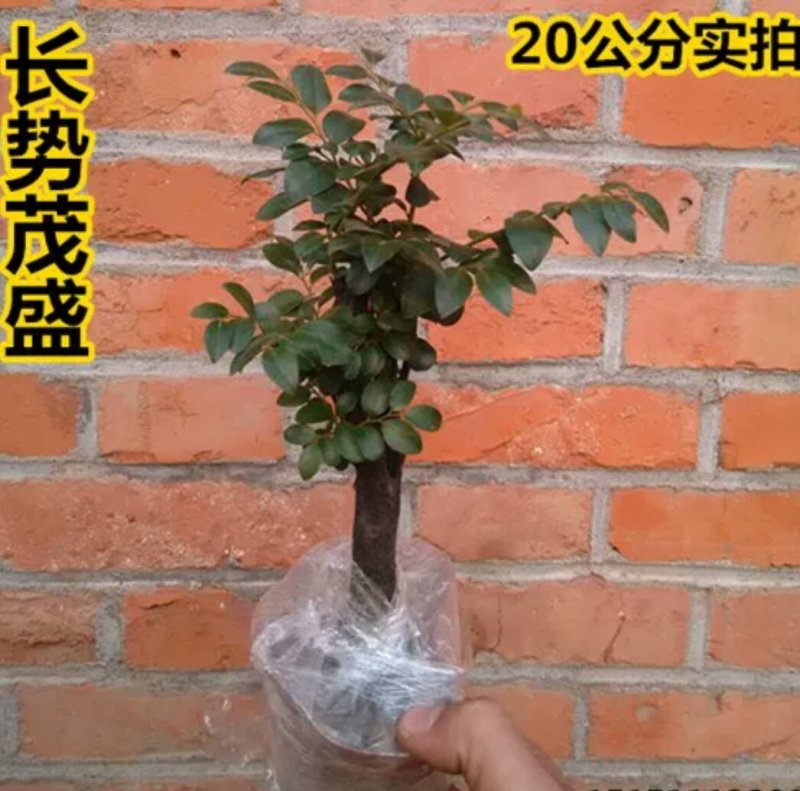 小叶紫檀盆景树苗花卉盆栽办公室植物黑骨茶树桩四季常青耐寒