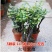 小叶紫檀盆景树苗花卉盆栽办公室植物黑骨茶树桩四季常青耐寒