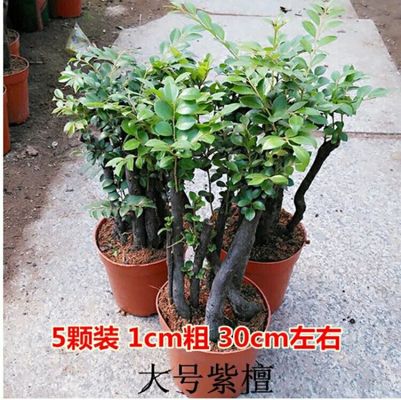 小叶紫檀盆景树苗花卉盆栽办公室植物黑骨茶树桩四季常青耐寒