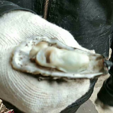 生蚝季节大量批发牡蛎，海蛎子！！！！！！！！