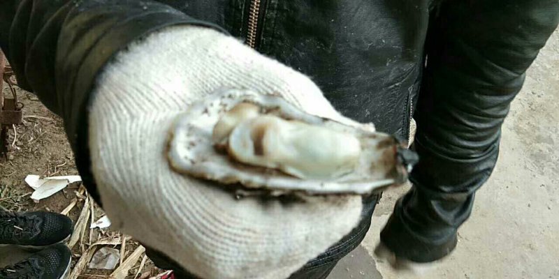生蚝季节大量批发牡蛎，海蛎子！！！！！！！！