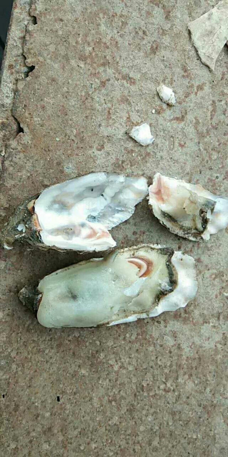 生蚝季节大量批发牡蛎，海蛎子！！！！！！！！