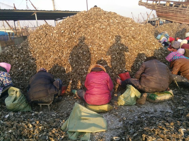 生蚝季节大量批发牡蛎，海蛎子！！！！！！！！