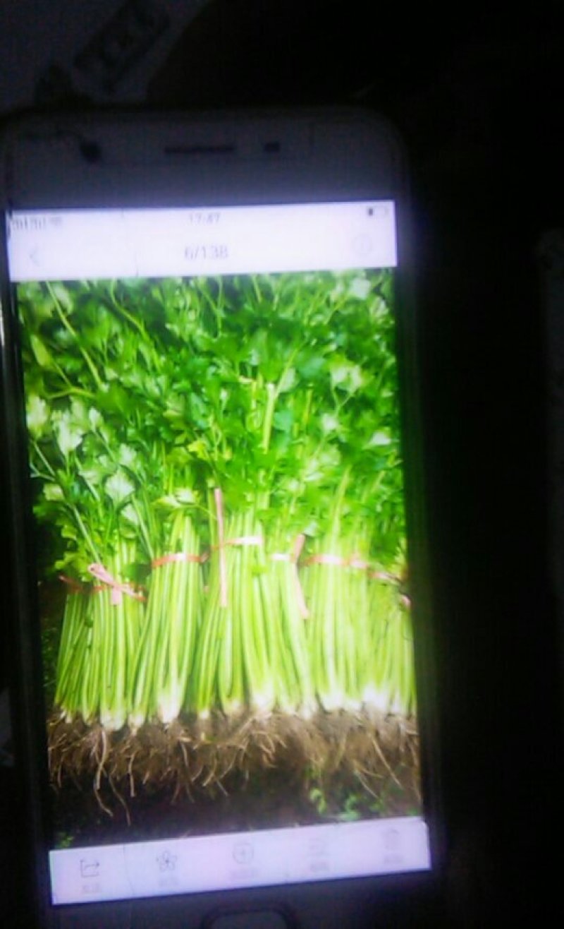 本地西芹铁杆芹菜上市了..有需要的请联系