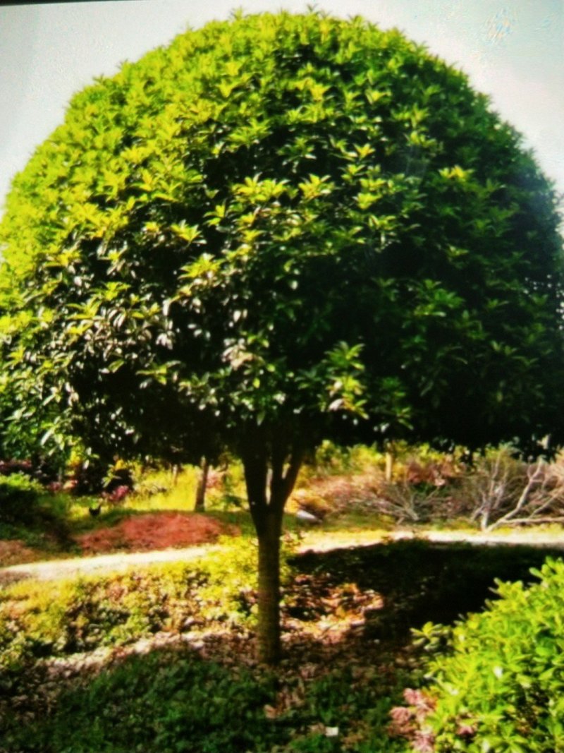 丹桂树，精品高杆红花丹桂树大量出售，欢迎订购