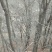 山货独干黄连木大量供应