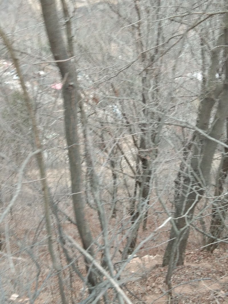山货独干黄连木大量供应
