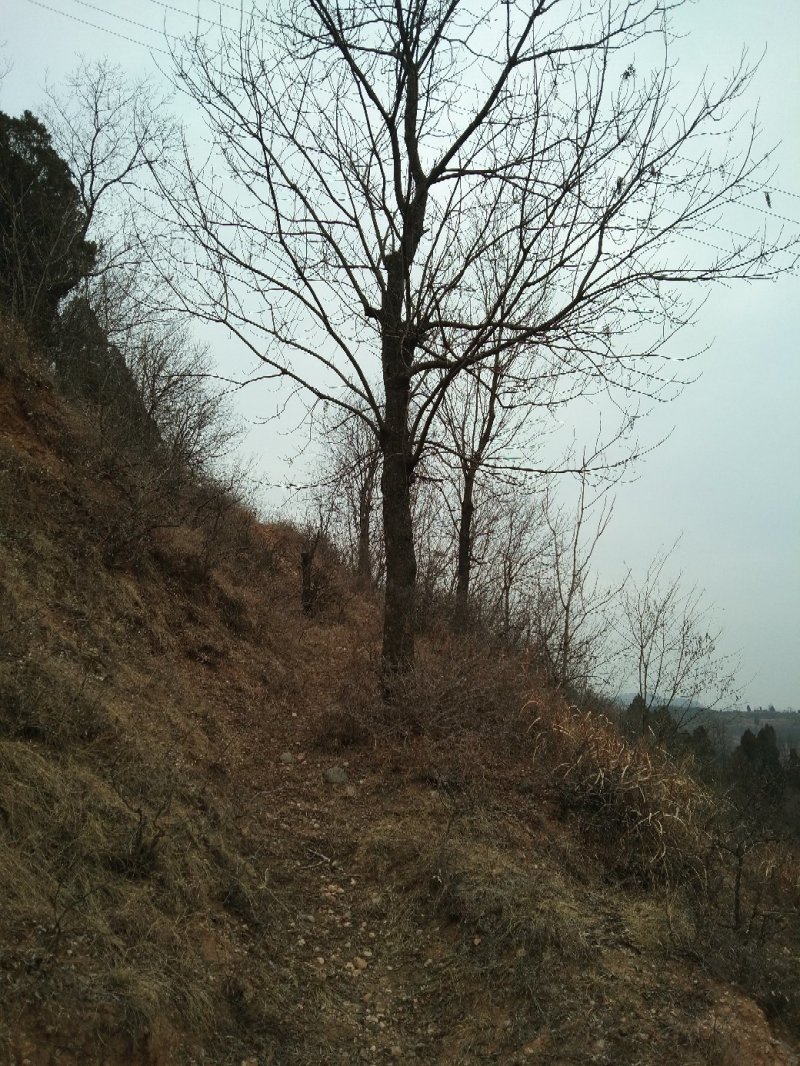 山货独干黄连木大量供应