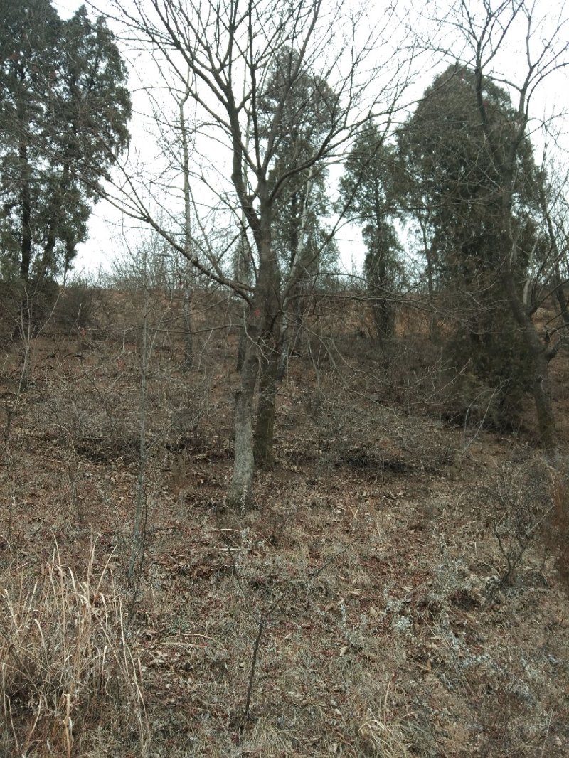 山货独干黄连木大量供应
