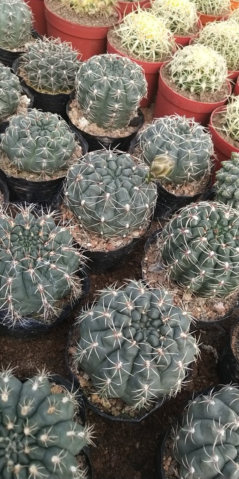 仙人球