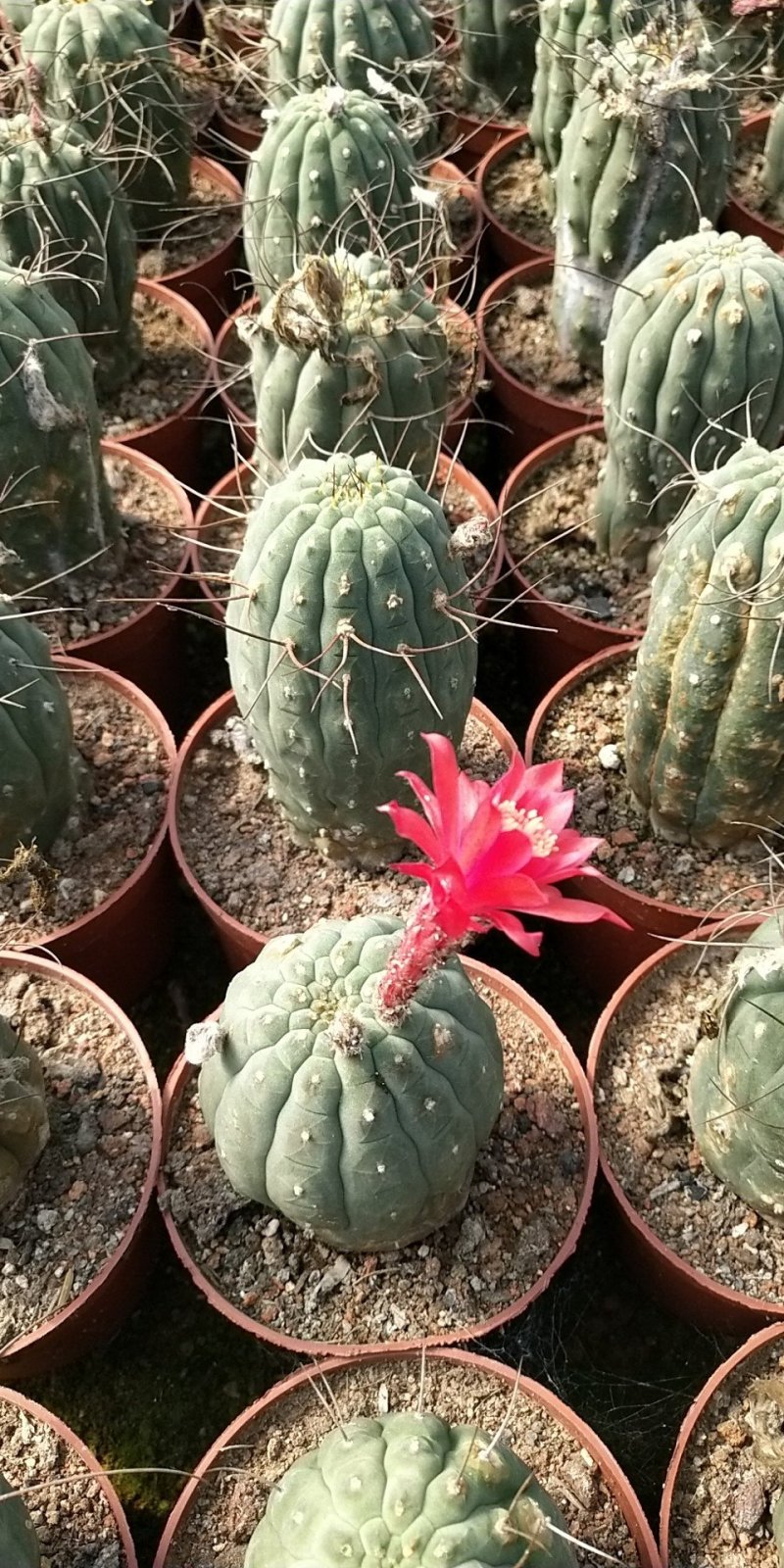 仙人球