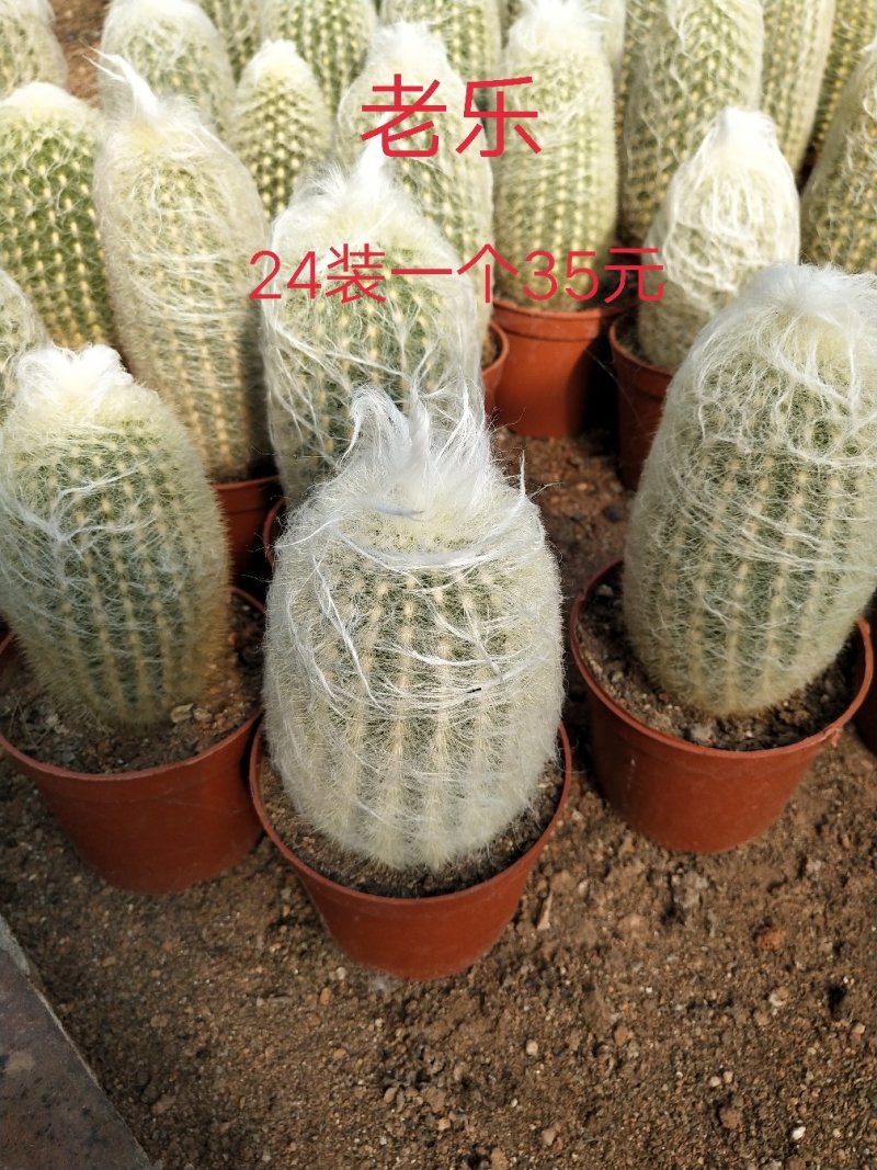 仙人球