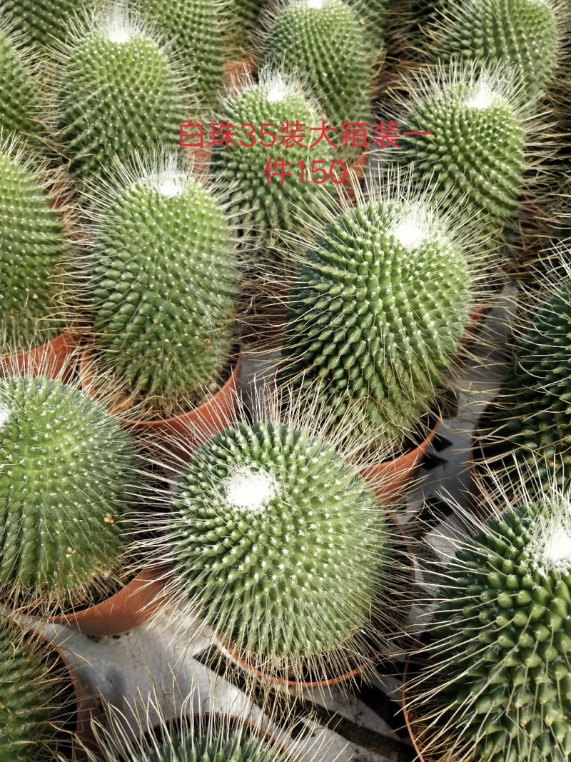 仙人球
