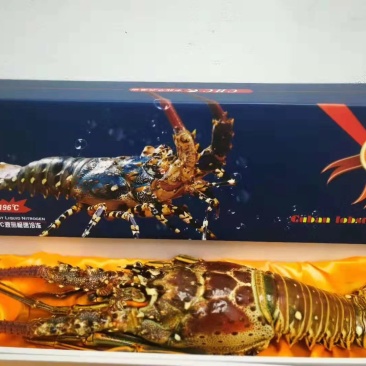 古巴澳龙大龙虾送礼盒