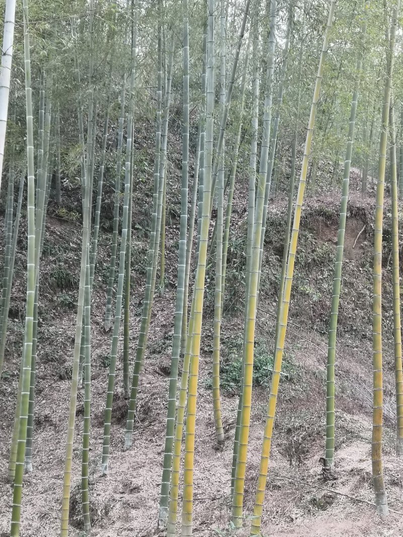 竹子，架子竹，材料竹