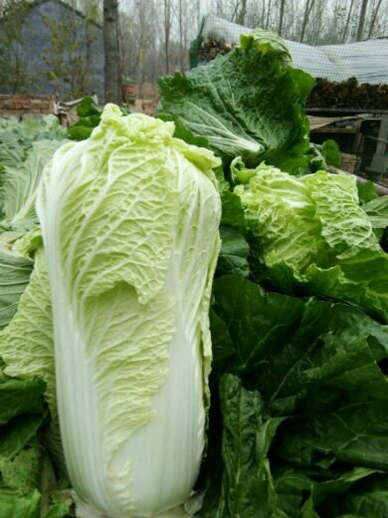 大白菜