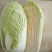 大白菜